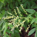 Vitex negundo cannabifolia - Photo (c) Sunnetchan, some rights reserved (CC BY-NC-ND), uploaded by Sunnetchan