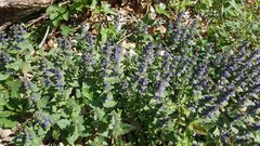 Ajuga genevensis