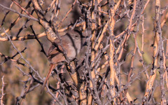 Pseudasthenes steinbachi