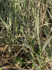 Phalaris canariensis
