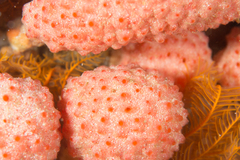 Gynandrocarpa placenta