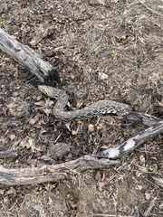 Pituophis catenifer