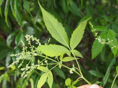 Vitex negundo cannabifolia