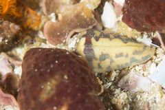 Conus algoensis