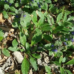 Ajuga genevensis