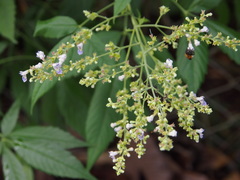 Vitex negundo cannabifolia