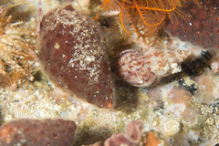 Burnupena catarrhacta