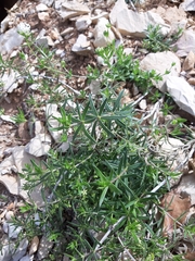 Asperula libanotica