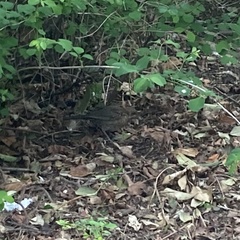Turdus merula
