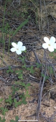 Oxalis tenella
