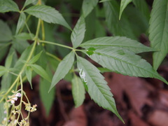Vitex negundo cannabifolia
