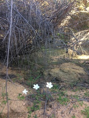 Oxalis tenella
