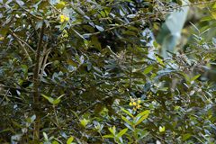 Anastrabe integerrima