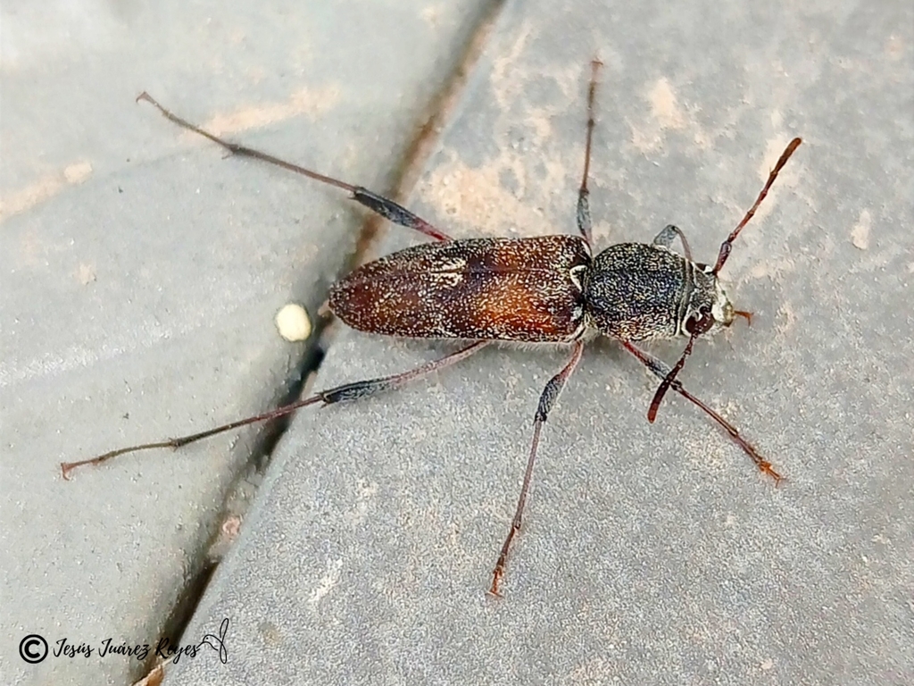 Neoclytus irroratus