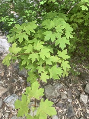Acer grandidentatum