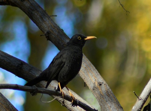 Chiguanco Thrush (Turdus chiguanco), photo 10