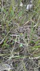 Limonium carolinianum