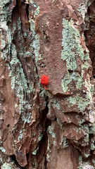 Trombidium holosericeum