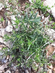Asperula libanotica