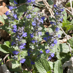 Ajuga genevensis