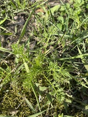 Tripleurospermum inodorum