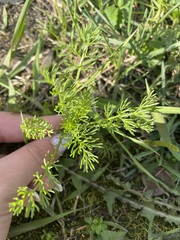 Tripleurospermum inodorum