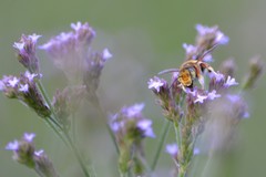 Megachile albitarsis