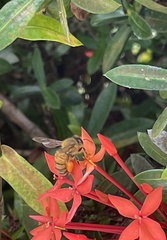 Apis mellifera
