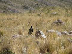 Daptrius megalopterus