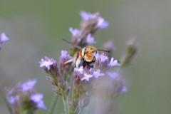 Megachile albitarsis