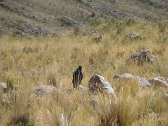 Daptrius megalopterus