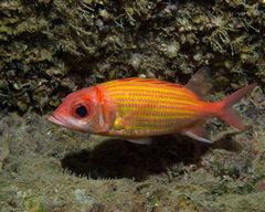 Gold-Lined Squirrelfish photo 3