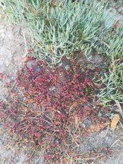 Mesembryanthemum nodiflorum