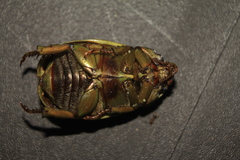 Pelidnota prasina