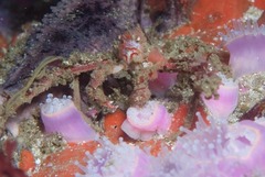 Achaeopsis spinulosa