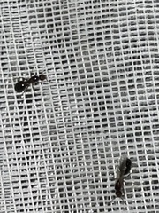 Insecta