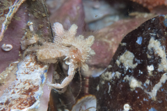 Anapagurus hendersoni