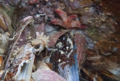 Anapagurus hendersoni