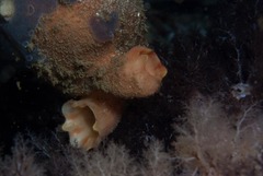 Ascidia incrassata