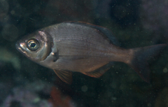 Boopsoidea inornata
