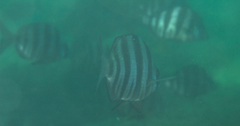 Diplodus hottentotus