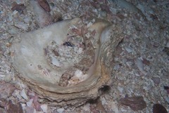 Striostrea margaritacea