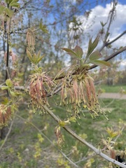 Acer negundo