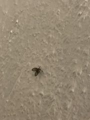 Diptera