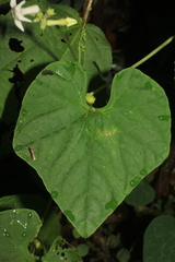 Cyclanthera peruana