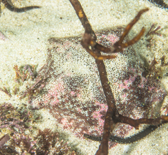 Parvulastra dyscrita