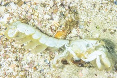 Upogebia