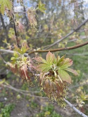 Acer negundo