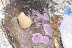 Talochlamys multistriata