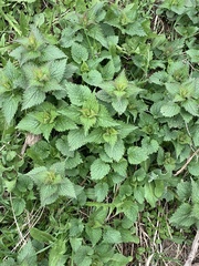 Lamium album